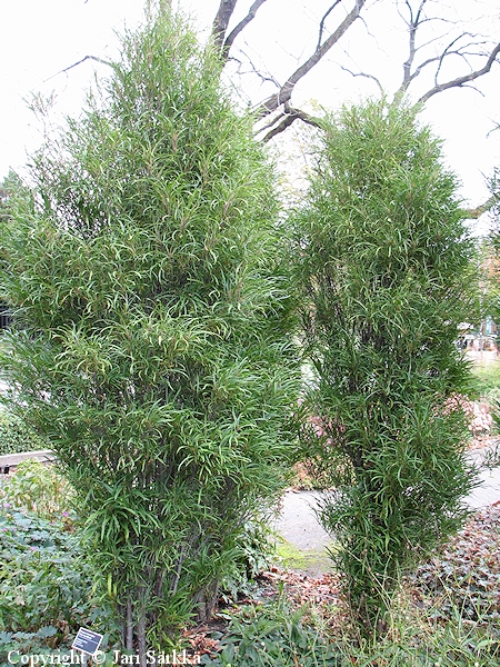 Rhamnus frangula 'Ron Williams', huntukorpipaatsama